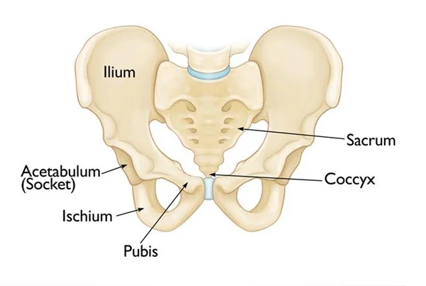 Hip Dislocation